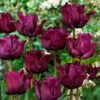 Tulip Muriel Tulipa -Plant Flower Store Tulip Muriel 11 12cm 0006023 4 84515.1655105827