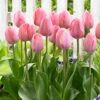 Tulip Mystic Van Eijk -Plant Flower Store Tulip Mystic Van Eijk 0014894 60383.1688051918