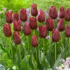 Tulip National Velvet Tulipa -Plant Flower Store Tulip National Velvet 0005438 72137.1654678114
