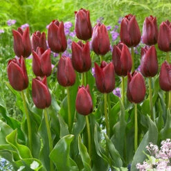 Tulip National Velvet Tulipa