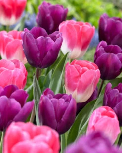 Tulip Negrita Tulipa 8 Tulip Negrita Tulipa -Plant Flower Store Tulip Negrita 11 12cm 0003162 2 37301.1655376271