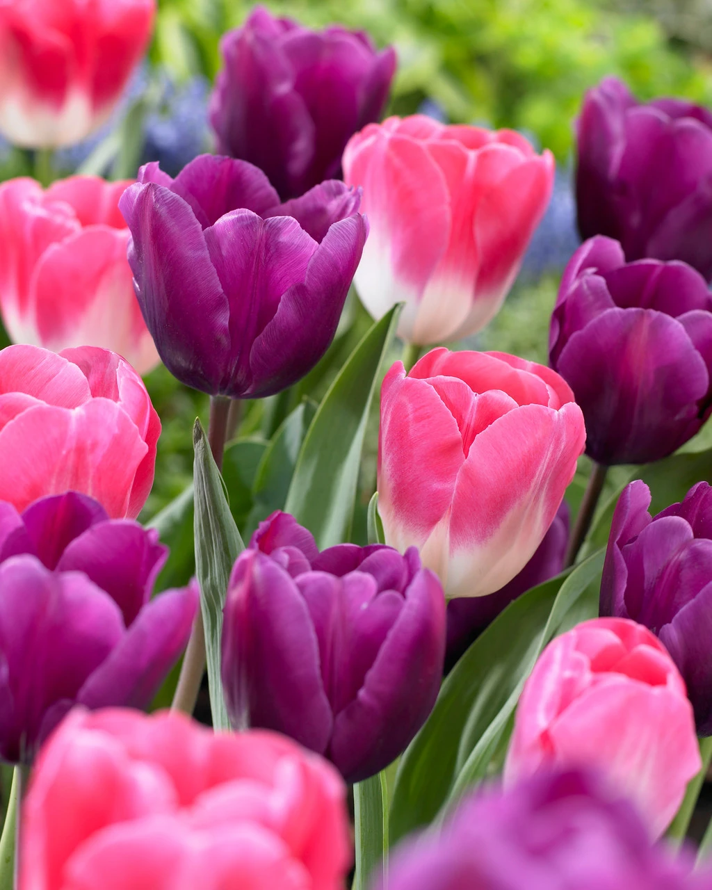 Tulip Negrita Tulipa 5 Tulip Negrita Tulipa - Image 3