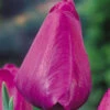 Tulip Negrita Tulipa -Plant Flower Store Tulip Negrita 11 12cm 0003162 95197.1663939413
