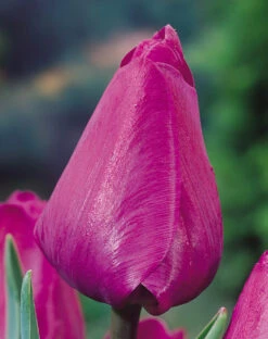 Tulip Negrita Tulipa