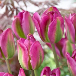Tulip Night Rider Tulipa -Plant Flower Store Tulip Night Rider 0003276 2 25643.1657629806