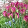 Tulip Night Rider Tulipa -Plant Flower Store Tulip Night Rider 0003276 62081.1628170485