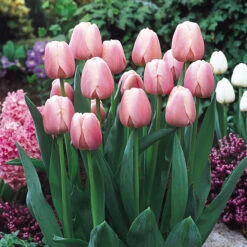 Tulip Ollioules Tulipa -Plant Flower Store Tulip Ollioules 0002612 2 27858.1628091148