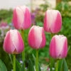 Tulip Ollioules Tulipa -Plant Flower Store Tulip Ollioules 0002612 83524.1628091148