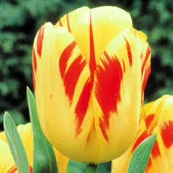Tulip Olympic Flame Tulipa
