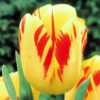 Tulip Olympics -Plant Flower Store Tulip Olympics 0019025 18145.1642064954