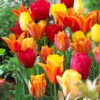 Tulip Orange Blend -Plant Flower Store Tulip Orange Blend 11 12cm 0007264 64658.1623343755