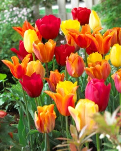 Tulip Orange Blend