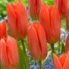 Tulip Orange Brilliant Tulipa 1 Tulip Orange Brilliant Tulipa -Plant Flower Store Tulip Orange Brilliant 11 12cm 0006470 51071.1623343683