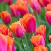 Tulip Orange Dynasty 11-12cm Tulipa -Plant Flower Store Tulip Orange Dynasty 11 12cm 0009132 05015.1623343951
