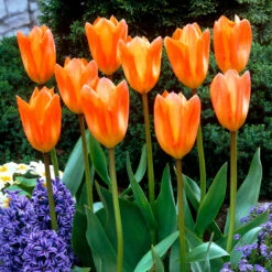 Tulip Orange Emperor Tulipa -Plant Flower Store Tulip Orange Emperor 11 12cm 0002718 4 25936.1656075169