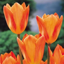Tulip Orange Emperor Tulipa -Plant Flower Store Tulip Orange Emperor 11 12cm 0002718 5 51721.1655126171