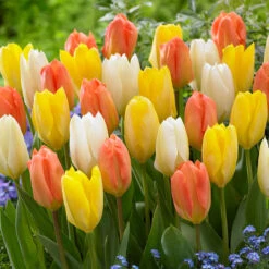 Tulip Orange Emperor Tulipa -Plant Flower Store Tulip Orange Emperor 11 12cm 0002718 6 07321.1656075170