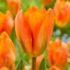Tulip Orange Emperor Tulipa -Plant Flower Store Tulip Orange Emperor 11 12cm 0002718 04324.1655126170