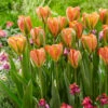 Tulip Orange Marmalade Tulip Orange Marmalade -Plant Flower Store Tulip Orange Marmalade 0013563 61823.1624380132