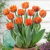 Tulip Orange Princess Tulipa -Plant Flower Store Tulip Orange Princess 0002697 61421.1628517800