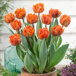 Tulip Orange Princess Tulipa