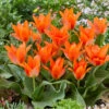 Tulip Orange Toronto (Saver Sized Bulbs) Greigii Tulip 'Orange Toronto' -Plant Flower Store Tulip Orange Toronto 0014696 96320.1687936655