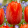 Tulip Orange Van Eijk 11-12cm Tulipa -Plant Flower Store Tulip Orange Van Eijk 0006521 2 07306.1687764724
