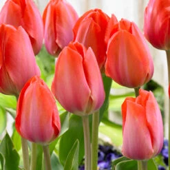 Tulip Orange Van Eijk 11-12cm Tulipa -Plant Flower Store Tulip Orange Van Eijk 0006521 3 04401.1654682440