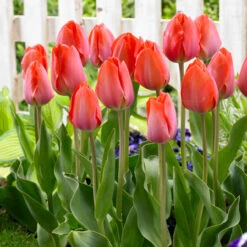 Tulip Orange Van Eijk 11-12cm Tulipa -Plant Flower Store Tulip Orange Van Eijk 0006521 30386.1687764724