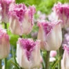 Tulip Oviedo -Plant Flower Store Tulip Oviedo 0014723 06309.1690982778