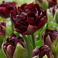 Tulip Palmyra Tulipa