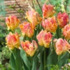 Tulip Parrot Lady 11/12cm -Plant Flower Store Tulip Parrot Lady 11 12cm 0007807 59923.1623343763