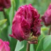 Tulip Parrot Prince Tulipa 1 Tulip Parrot Prince Tulipa -Plant Flower Store Tulip Parrot Prince 0014093 73429.1654677040