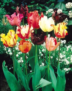 Parrot Tulips Mixed (Saver Sized Bulbs) Tulipa -Plant Flower Store Tulip Parrot Tulips Mixed 0000976 2 94954.1623965855