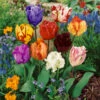 Parrot Tulips Mixed (Saver Sized Bulbs) Tulipa