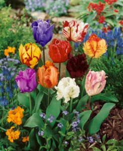 Parrot Tulips Mixed (Saver Sized Bulbs) Tulipa