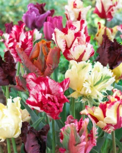Parrot Tulips Mixed (Saver Sized Bulbs) Tulipa -Plant Flower Store Tulip Parrot Tulips Mixed 10 11cm 0000976 3 11782.1623343375