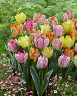 Parrot Tulips Mixed (Saver Sized Bulbs) Tulipa -Plant Flower Store Tulip Parrot Tulips Mixed 10 11cm 0000976 5 00325.1623343476
