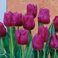 Tulip Passionale Tulip Passionale 11-12cm -Plant Flower Store Tulip Passionale 0003174 2 92397.1654682098