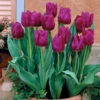 Tulip Passionale Tulip Passionale 11-12cm -Plant Flower Store Tulip Passionale 0003174 47719.1654682098
