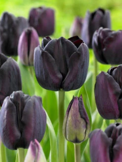 Tulip Paul Scherer Tulip Paul Scherer 11-12cm -Plant Flower Store Tulip Paul Scherer 11 12cm 0006394 3 50586.1623343687