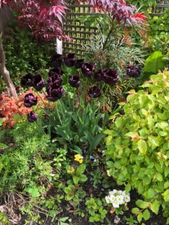 Tulip Paul Scherer Tulip Paul Scherer 11-12cm -Plant Flower Store Tulip Paul Scherer 11 12cm 0006394 4 68791.1623343687