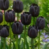 Tulip Paul Scherer Tulip Paul Scherer 11-12cm -Plant Flower Store Tulip Paul Scherer 11 12cm 0006394 48905.1628507003