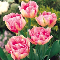 Tulip Peach Blossom Tulipa -Plant Flower Store Tulip Peach Blossom 0002654 2 21113.1628171649