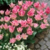 Tulip Peach Blossom Tulipa -Plant Flower Store Tulip Peach Blossom 11 12cm 0002654 11032.1628171648