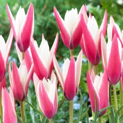 Tulip Peppermint Stick 5/6cm Tulipa -Plant Flower Store Tulip Peppermint Stick 0004475 3 70249.1657029200