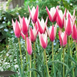 Tulip Peppermint Stick 5/6cm Tulipa