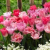 Tulip Pink Blend Mix Tulipa 2 Tulip Pink Blend Mix Tulipa -Plant Flower Store Tulip Pink Blend Mix 11 12cm 0006640 51535.1623343756