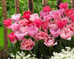 Tulip Pink Blend Mix Tulipa