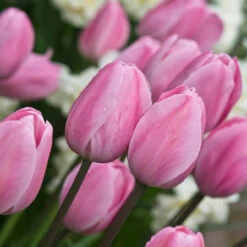 Tulip Pink Bouquet Collection Tulip Pink Bouquet Collection -Plant Flower Store Tulip Pink Bouquet Collection 1021426 3 88743.1654850090